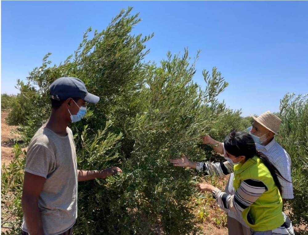 OCP Al Moutmir : hausse de + 30% du rendement des plateformes de démonstration d'olivier