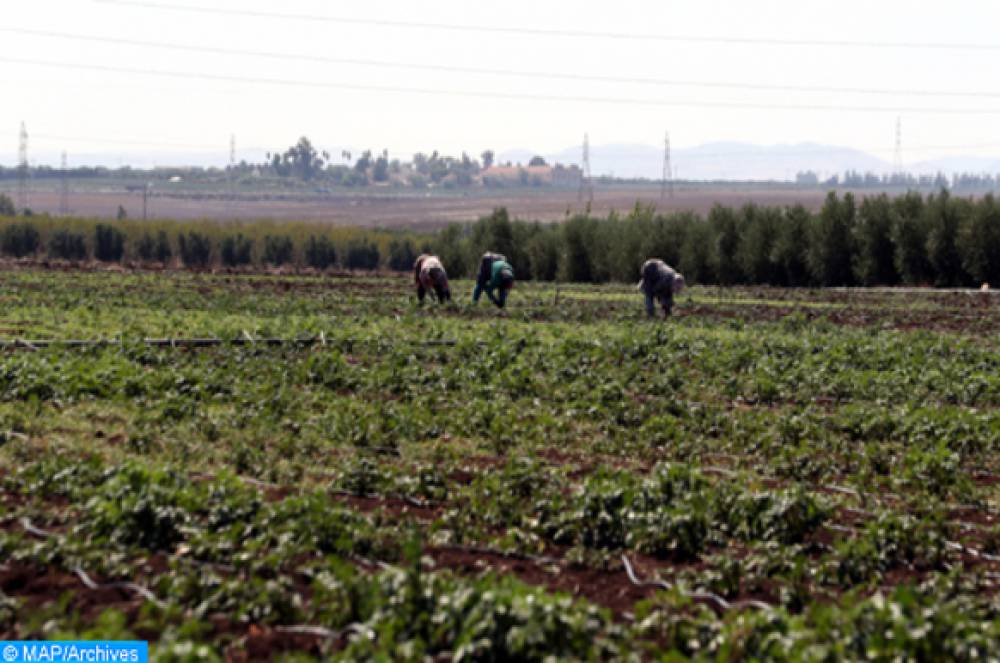 Settat: préparatifs pour le lancement de la campagne agricole dans de bonnes conditions