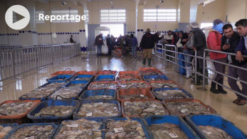 Dakhla: la pêche au poulpe est ouverte, les prix grimpent au premier jour