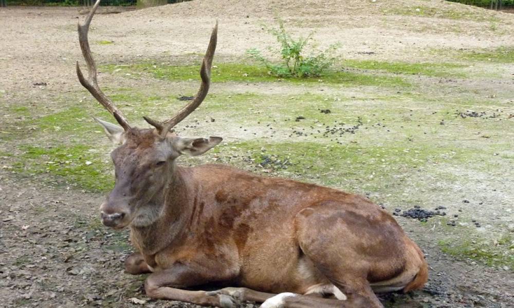 Réintroduction d'une douzaine de cerfs de Berbérie dans le Parc national d'Ifrane