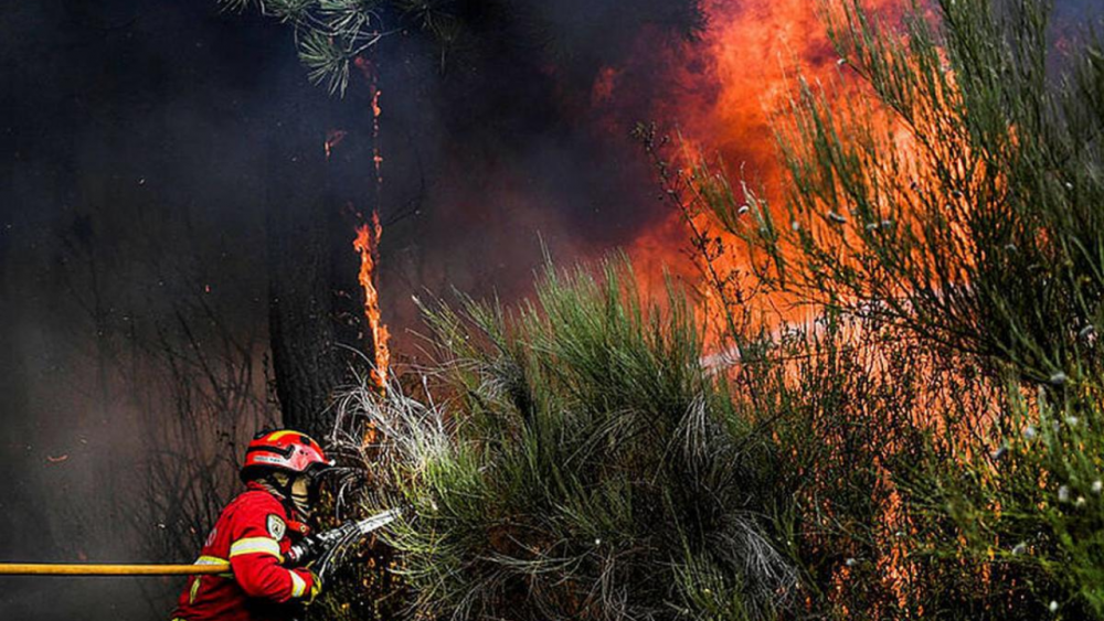 Feux de forêt en 2022: record de surfaces brûlées et d'émissions de carbone en Europe