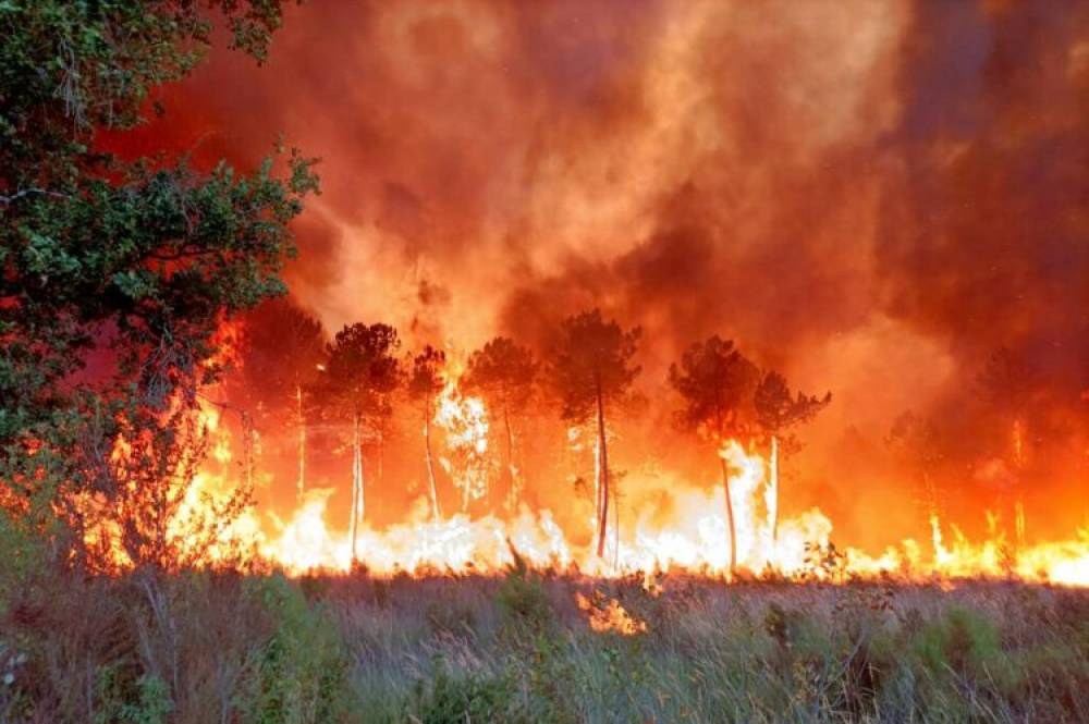 Afrique du Sud: un incendie de forêt ravage la province du Cap Occidental