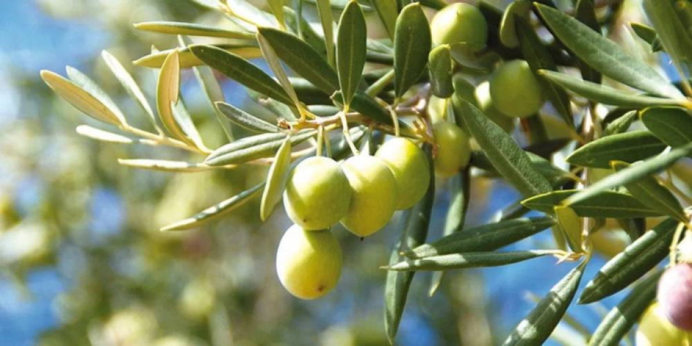 Oriental: La production d’olives devrait atteindre 208.000 tonnes