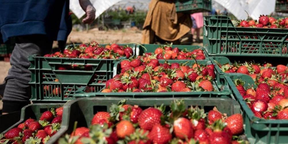 Fraises marocaines : La saison 2025 s'annonce prometteuse