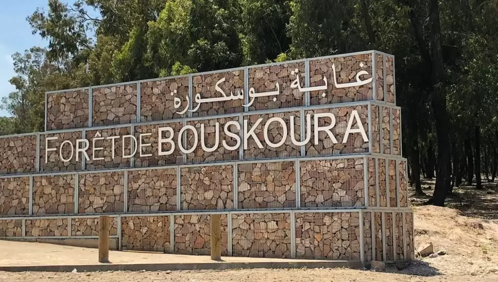 Casablanca : un programme d'urgence pour préserver la forêt de Bouskoura