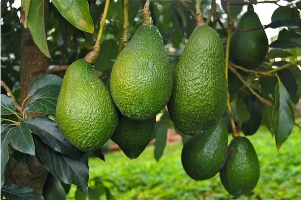 30.000 tonnes d'avocats marocains exportées cette saison en un temps record !