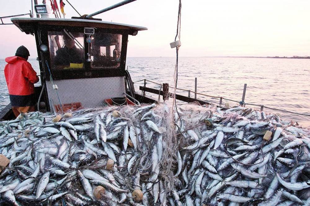 ONP : hausse de 6% de la valeur des produits de pêche commercialisés à fin novembre