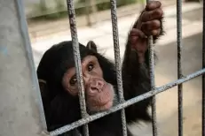 Le trafic international d'animaux vivants a atteint de nouveaux records (Interpol)