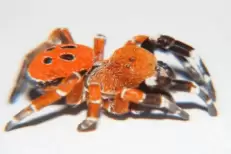 Découverte d'une nouvelle espèce d'araignée coccinelle au Maroc