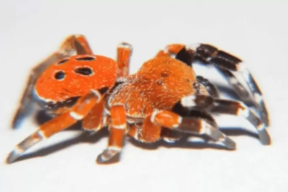 Découverte d'une nouvelle espèce d'araignée coccinelle au Maroc