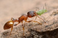 Découverte au Maroc: une fourmi inédite émerge des montagnes de l’Anti-Atlas