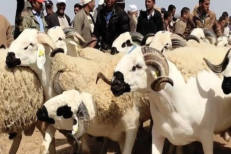 Reconstitution du cheptel : 32,8 millions de têtes recensées (El Bouari)