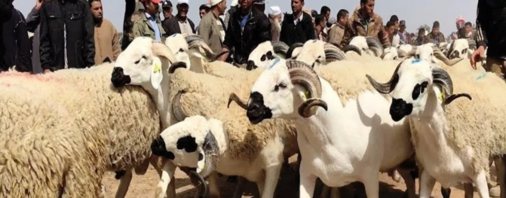 Reconstitution du cheptel : 32,8 millions de têtes recensées (El Bouari)