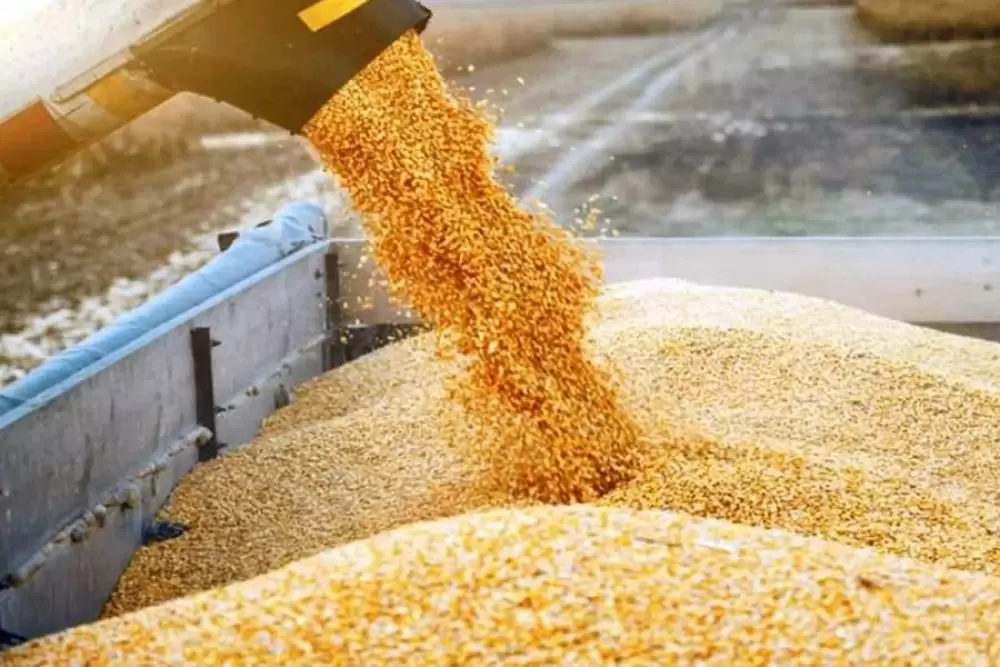 Céréales : l’USDA anticipe une demande marocaine toujours élevée