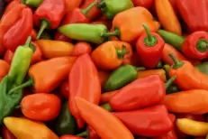 Export : les poivrons marocains poursuivent leur ascension malgré les défis climatiques