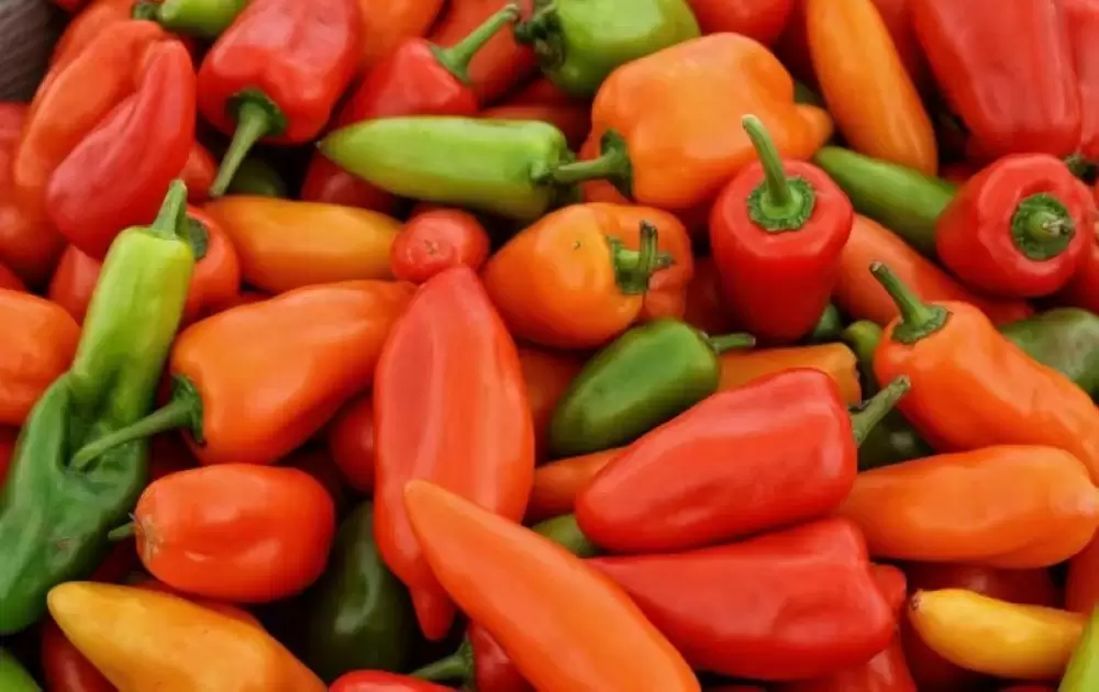Export : les poivrons marocains poursuivent leur ascension malgré les défis climatiques