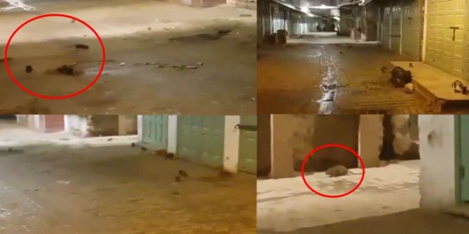 Rabat: l’ancienne médina envahie par des rats