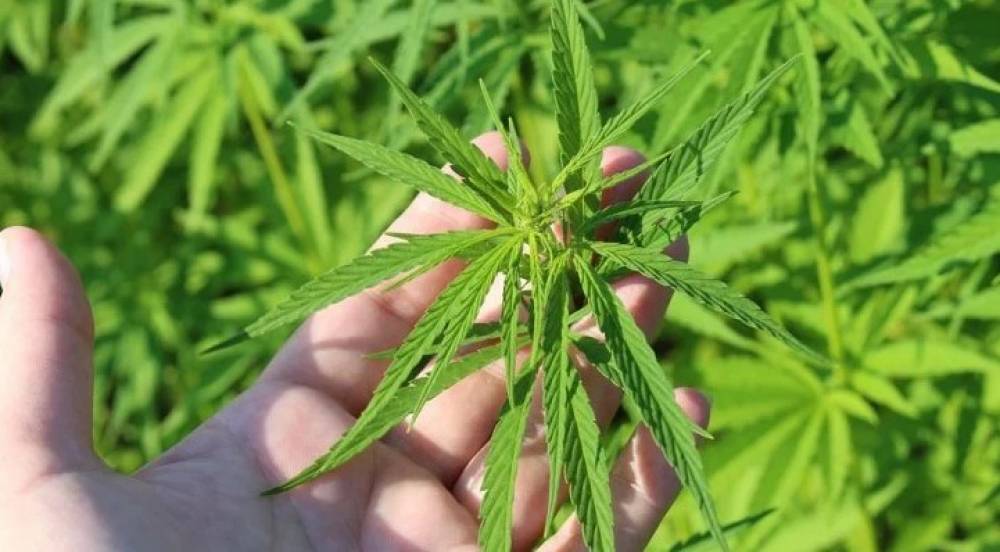 Le conseil de gouvernement reporte l’adoption du PL sur l’usage légal du cannabis