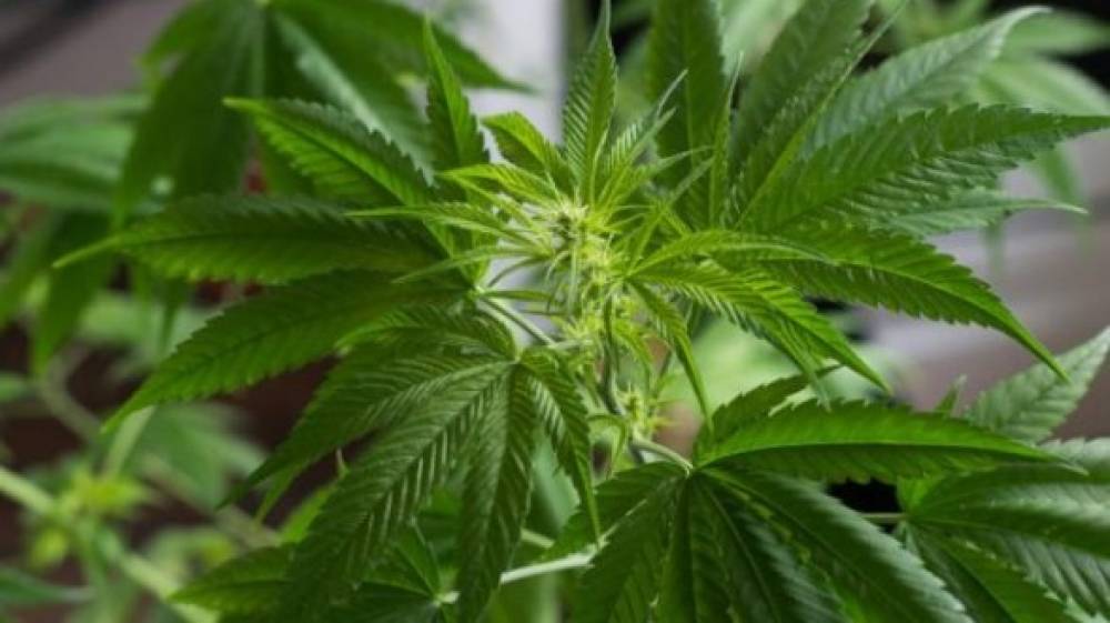 Cannabis à usage légal: Voici les personnes qui seront habilitées à en cultiver