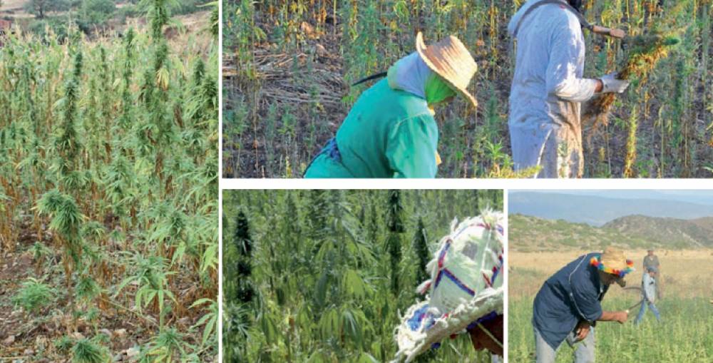 Bientôt des coopératives… de cannabis
