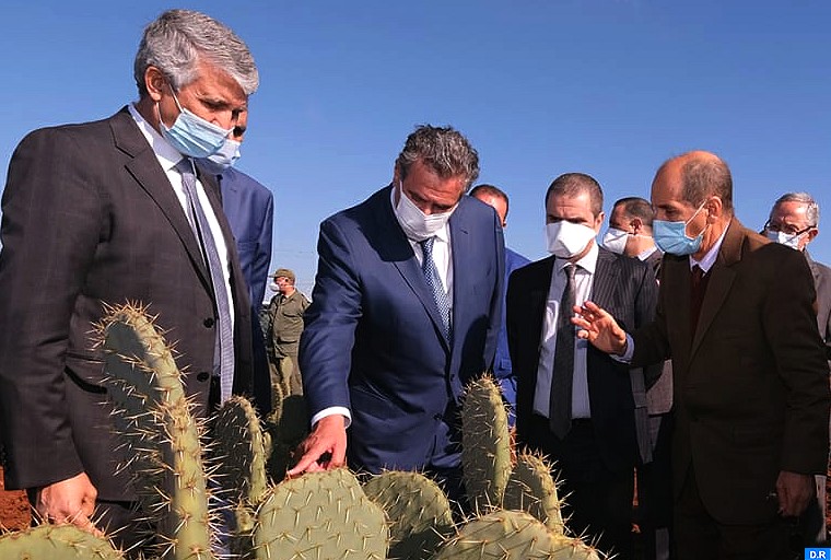 Cactus: Identification de 08 variétés résistantes à la cochenille