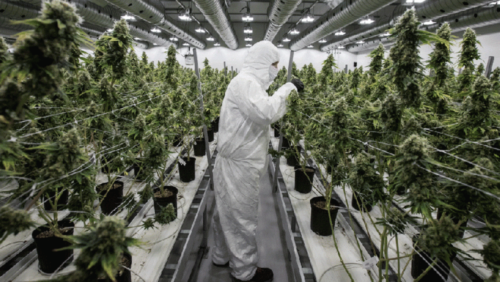 Un projet de loi sur l'usage légal du cannabis au menu du prochain conseil de gouvernement