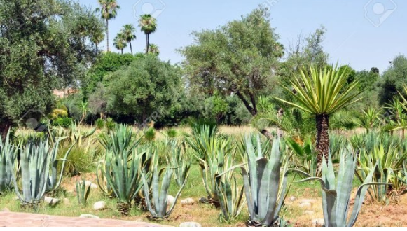 Plantes médicinales et aromatiques : Le Maroc classé 2e mondialement selon l’ANPMA