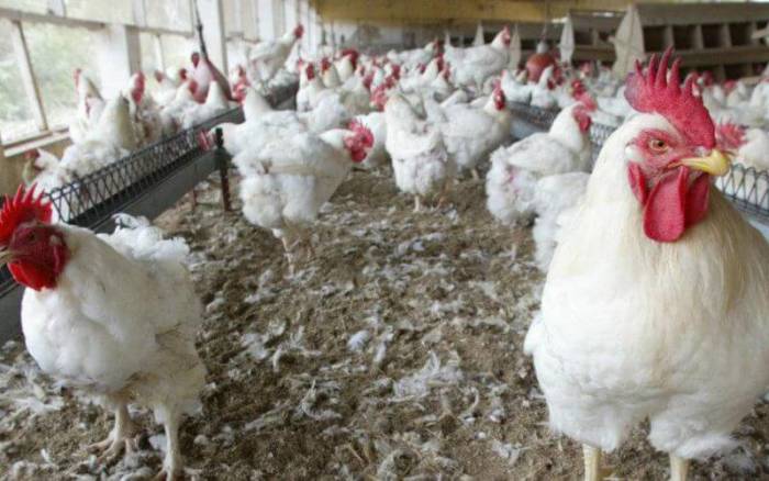 Au Maroc, la crise sanitaire assomme le secteur avicole