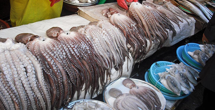 La saison hiver de la pêche du poulpe est lancée à Dakhla