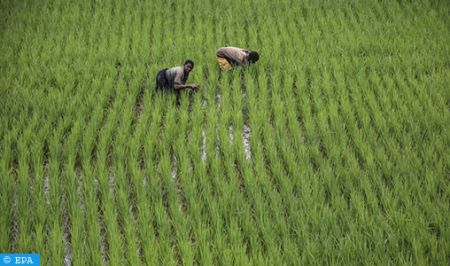 Sefrou...Intégration des migrants subsahariens par l’agriculture