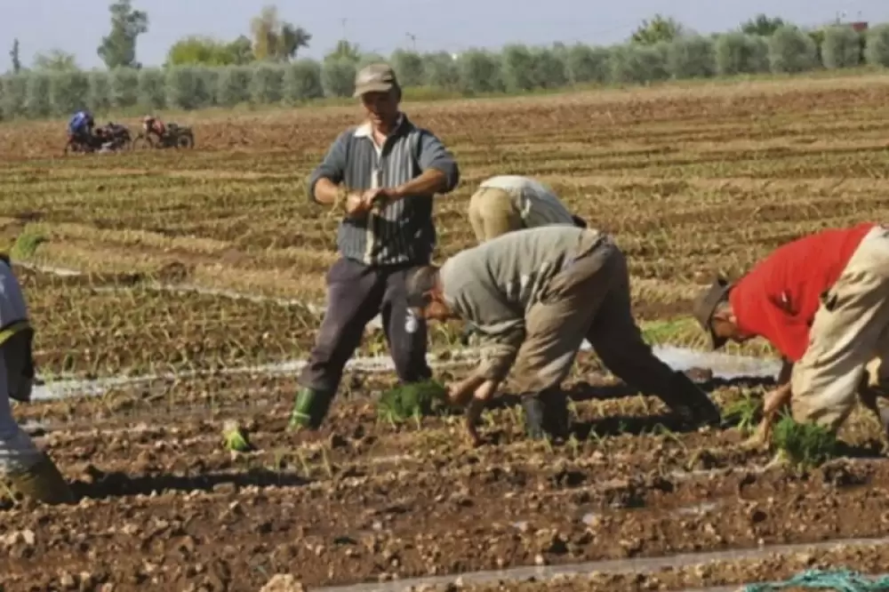 Maroc le secteur agricole pourvoyeur majeur d’emplois