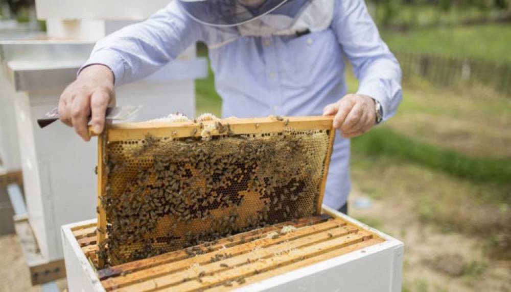 Apiculture: La production nationale de miel atteint 7.500 tonnes en 2021