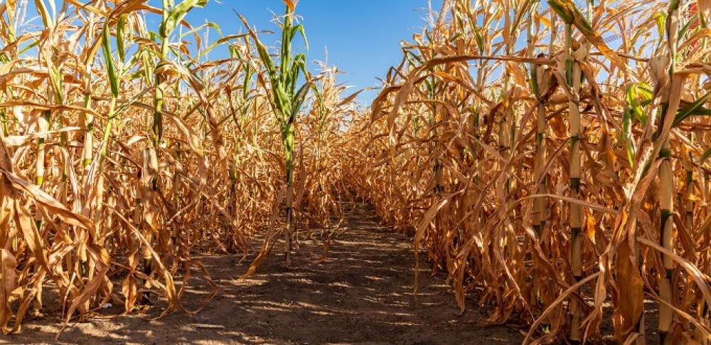 Agriculture : Le déficit pluviométrique menace le rendement agricole