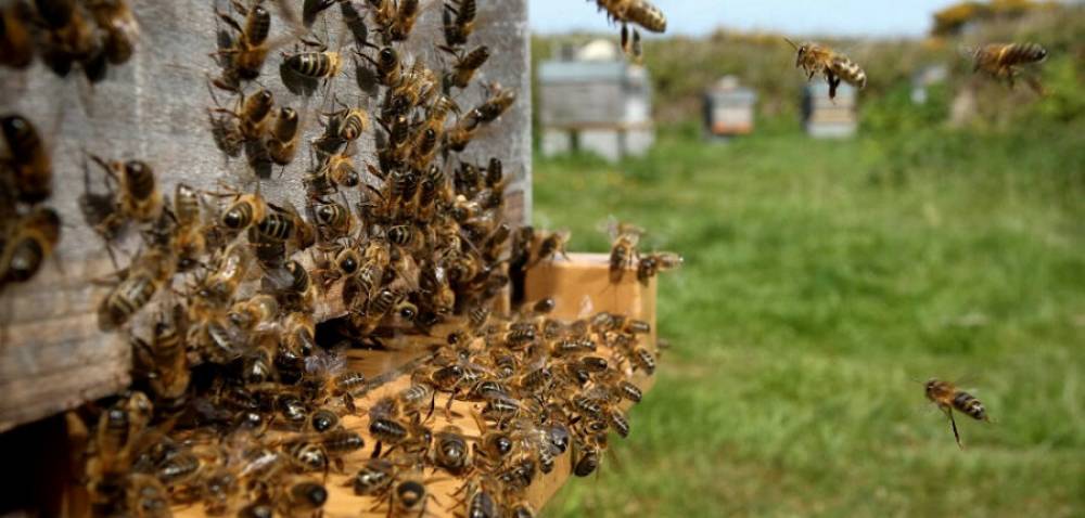 Effondrement des colonies d’abeilles, les explications de l’ONSSA