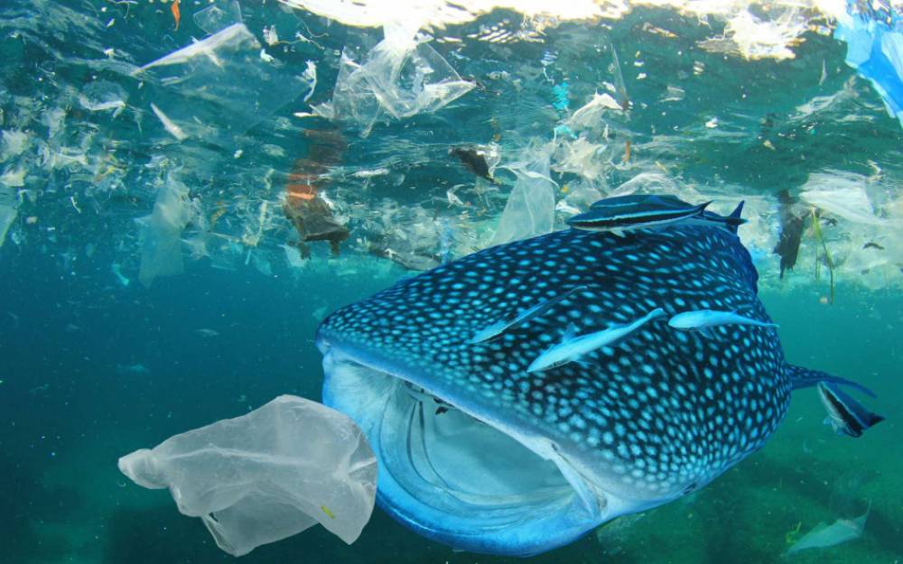 Le WWF inquiet de la croissance de la pollution plastique marine