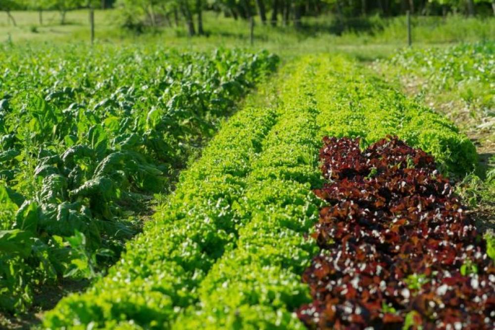 Le Maroc va consacrer 6 MMDH au financement et à la restructuration des dettes des agriculteurs