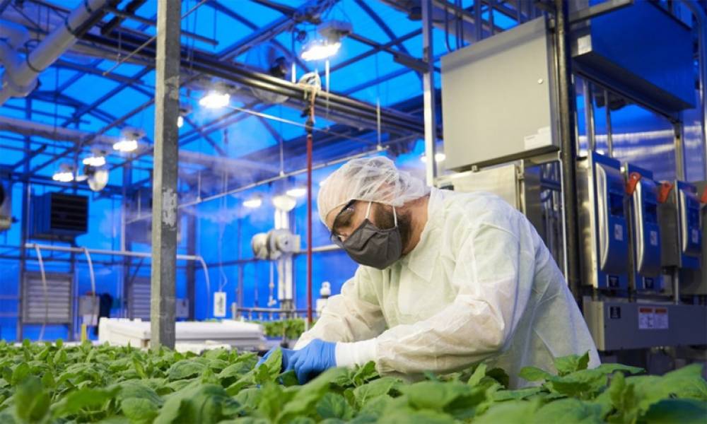 Covid-19 : Les vaccins à base de plante, une panacée pour les vaccino-sceptiques ?