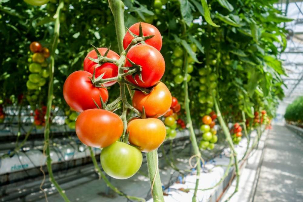 Prix de la tomate: une décision sera prise d’ici fin février