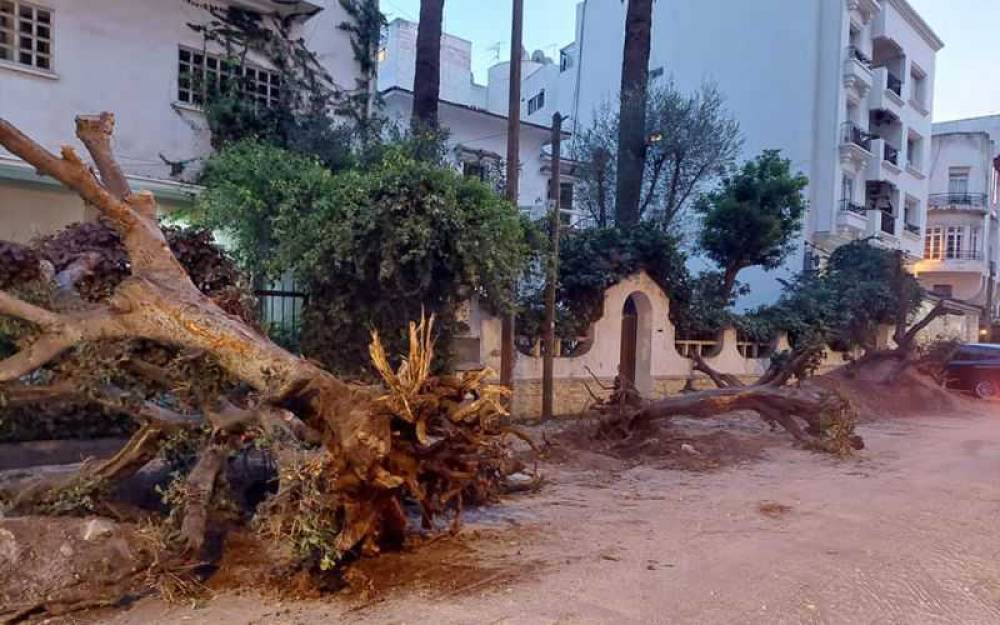 L’arrachage d’arbres centenaires fait polémique à Casablanca