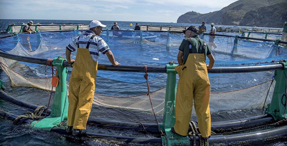 Le Maroc place l’aquaculture au cœur de sa vision de développement des secteurs maritimes