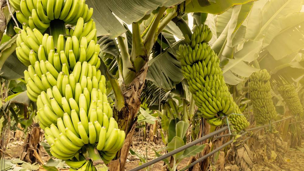 Nette hausse des importations marocaines de bananes espagnoles en 2023