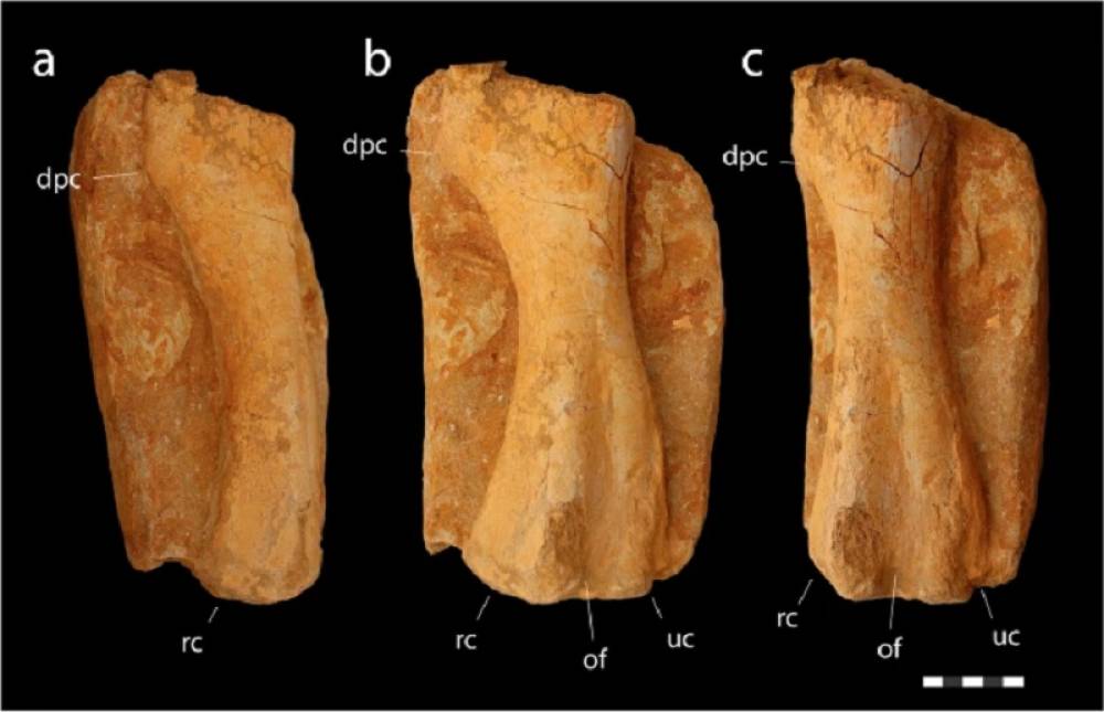 Paléontologie : de nouvelles espèces de dinosaures à bec de canard découvertes au Maroc