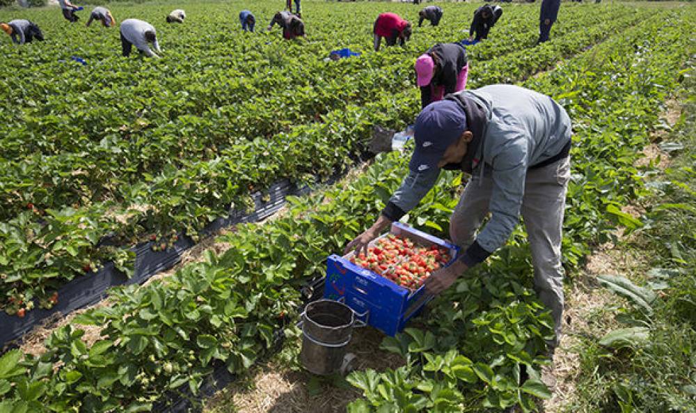 Hausse de l’hostilité contre les produits agricoles marocains : La Comader porte plainte auprès des tribunaux espagnols