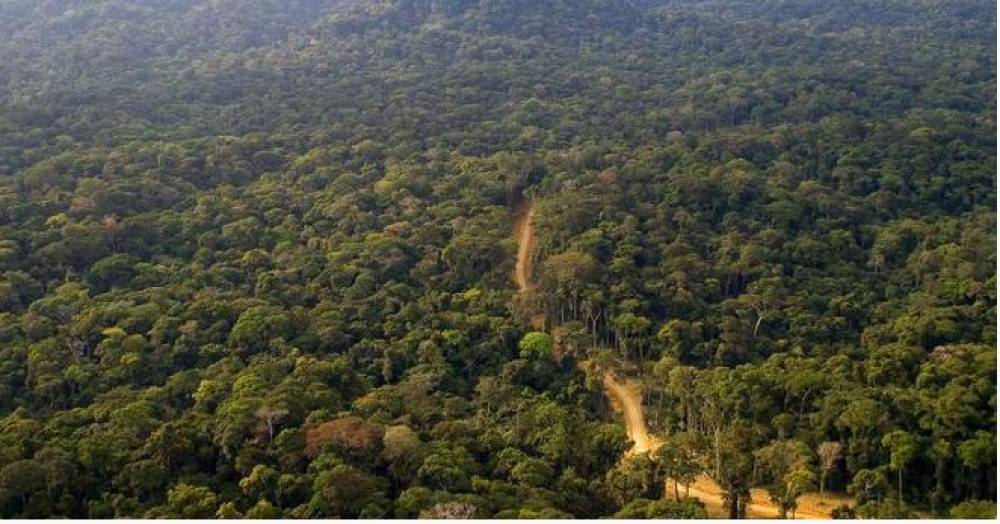 Restauration des forêts : La FAO récompense une initiative méditerranéenne associant le Maroc