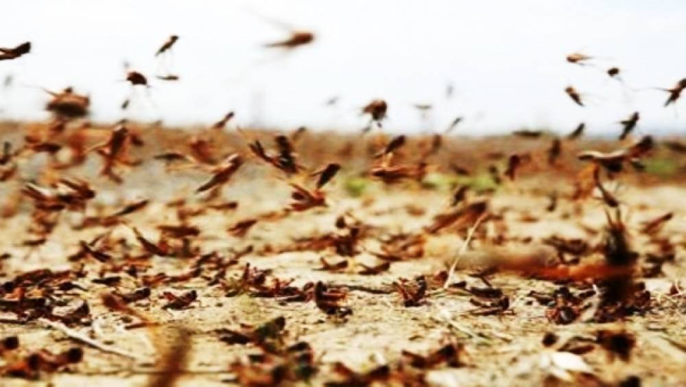 Changement climatique : Le Maroc sous la menace des invasions acridiennes