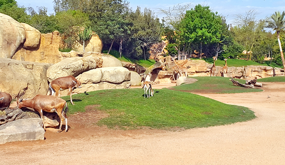 Zoo d’Ain Sbaâ : Lancement de l’offre de sélection d’un gestionnaire délégué