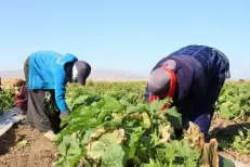 48% des travailleurs marocains n'ont pas de diplômes