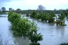 Inondations au Gharb et au Loukkos : la filière agrumicole alerte et appelle un soutien d’urgence
