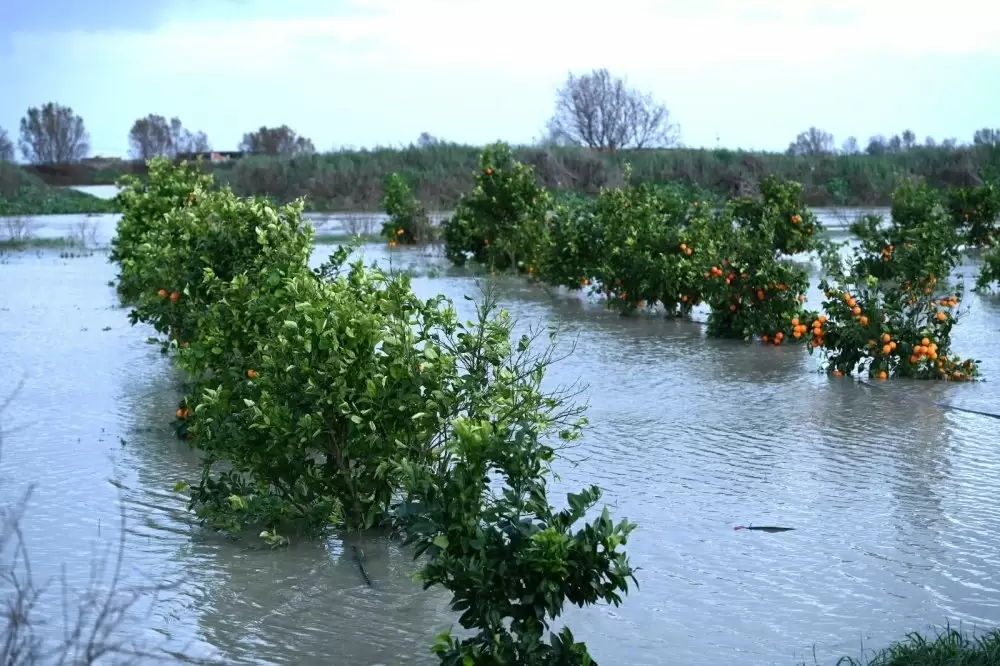 Inondations au Gharb et au Loukkos : la filière agrumicole alerte et appelle un soutien d’urgence