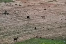 Le dérèglement climatique pourrait réduire de moitié les pâturages d'ici 2100, selon une étude